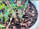 綠園匠植物防倒伏支撐桿玻纖爬藤架固定盆栽花卉護花葉花支架58厘米10支 曬單實拍圖