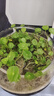 銅錢草水培盆栽室內(nèi)室外花卉金錢草綠植吸綠植花草植物 銅錢草1盆（不含盆） 曬單實拍圖
