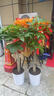 植男植女發(fā)財(cái)樹(shù)客廳大型盆栽室內(nèi)真綠植好養(yǎng)落地辦公室開(kāi)業(yè)招財(cái)樹(shù)源頭直發(fā) 曬單實(shí)拍圖