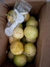 廣西欽蜜9號黃金百香果萬(wàn)澄當季新鮮大果黃皮果奶茶店水果 【2斤 約22-30個(gè)】 單果30-45g 曬單實(shí)拍圖