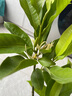 白蘭花盆栽 嫁接黃角蘭黃桷蘭白玉蘭黃玉蘭花苗樹(shù)苗庭院苗 白蘭4年苗70cm高當年開(kāi)花 不含盆 曬單實(shí)拍圖