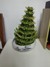 聽(tīng)雪樓節節高富貴竹塔水培室內植物盆栽竹子轉運開(kāi)運竹發(fā)財富貴竹寶塔竹  8層竹塔+富春山水盆+燈籠 曬單實(shí)拍圖