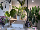 三思夾子植物燈led室內(nèi)全光譜綠植盆栽花卉分區(qū)補(bǔ)光燈-10W不定時(shí) 曬單實(shí)拍圖