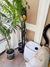戴森（DYSON）V8無繩吸塵器【升級款】手持無線吸塵器 除螨 寵物 家庭適用 七夕情人節(jié)禮物 曬單實拍圖