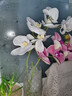 愛已裝糖加厚玻璃花瓶插花瓶水培容器客廳裝飾餐桌床頭擺放花瓶 波點22cm 曬單實拍圖