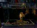 吉印刀鋒s魚缸燈led燈防水全光譜魚缸照明燈水草燈小型超白魚燈26cm 曬單實(shí)拍圖