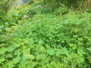 匹克（PEAK）四輪健腹輪自動回彈肘撐跪墊帶輔助卷腹肌輪收腹瘦肚健身器材家用 曬單實拍圖