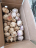 精選新鮮山東大蒜干蒜多瓣蒜頭蔬菜批發(fā)產(chǎn)地直發(fā)大蒜頭 優(yōu)選 5斤 (果徑≥3.5cm) 曬單實拍圖