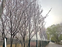 飛雕（FEIDIAO）晾衣架落地折疊晾衣桿陽(yáng)臺(tái)涼曬衣架不銹鋼室內(nèi)外伸縮曬被子架子 曬單實(shí)拍圖