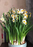 伊多祥水仙花水培營(yíng)養液催花促花矮壯素快速開(kāi)花肥料植物花卉生長(cháng)調節劑 1瓶【花開(kāi)更旺 花期更長(cháng)】 曬單實(shí)拍圖