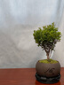 八芽 小葉赤楠盆景擺件室內綠植花卉盆栽老樁客廳辦公室桌面好養植物 （【熱銷(xiāo)款】舍得紫砂盆赤楠+苔蘚+底座） 曬單實(shí)拍圖