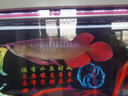 金龍魚活魚印尼紅龍魚辣椒紅龍魚超血紅龍活體苗古典金龍練手龍魚 賽級——超血紅龍魚【包發(fā)色】 20-23cm【芯片證書齊全】 曬單實(shí)拍圖
