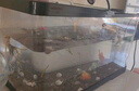 闊庭（KUOTING）闊庭魚缸懶人魚缸家用客廳辦公室水培吊籃金魚缸過濾魚缸白色款 曬單實(shí)拍圖