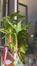 飛利浦（PHILIPS） 剃須刀頭SH30/51配S1203S1101S3206S2305S4303 SH30/51（3個(gè)刀網(wǎng)+3個(gè)刀片） 曬單實(shí)拍圖