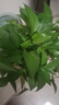 雙盟綠蘿盆栽除甲醛花卉綠植辦公室新房?jì)艋諝?80加侖4盆裝源頭直發(fā) 曬單實(shí)拍圖