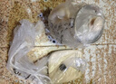 九陽(yáng)（Joyoung）養生壺迷你玻璃花茶壺煮茶器 12大功能11檔溫度 0膠水恒溫電熱燒水壺1.5L 1506BQ 曬單實(shí)拍圖