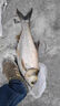 漁之源釣魚傘防雨垂釣加厚多向釣傘漁具傘戶外釣魚遮陽傘 1.8米 【單層輕便 加厚黑膠】UPF50+更防曬 曬單實(shí)拍圖