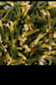 匠界養(yǎng)生茶蓮子心125g精選蓮子芯泡水喝的養(yǎng)生熬夜茶可搭配菊花茶去火 曬單實拍圖