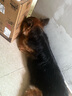維克香波狗狗沐浴露寵物犬貓皮膚滋養(yǎng)護理除異味貓咪洗澡液 康泰樂237ml 曬單實拍圖