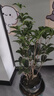 愛(ài)優(yōu)尚桂花樹(shù)苗四季桂盆栽可食用開(kāi)花香室內外陽(yáng)臺客廳羅馬盆源頭直發(fā) 曬單實(shí)拍圖