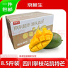 京鮮生 攀枝花凱特芒 凈重8.5斤 帶箱9斤 單果600g+ 生鮮水果 源頭直發(fā) 曬單實(shí)拍圖
