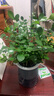 九里香盆栽濃香水培植物四季好養樹(shù)苗室內好養花卉驅蚊竹柏綠植 九里香原裝+輕奢煙灰自吸盆 送肥料 曬單實(shí)拍圖