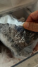 薩哈林進(jìn)口俄羅斯野生海參淡干海刺參 50g 22-25只 海參干貨 曬單實(shí)拍圖