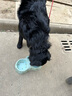 瘋狂小狗中大型犬狗糧成幼犬10kg寵物金毛彩虹魔方雞肉&鱈魚(yú)犬糧20斤 曬單實(shí)拍圖
