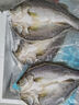鮮京采三去海鱸魚3斤/3條 生鮮魚類 白蕉鱸魚地標 無冰凈重3斤 源頭直發(fā) 曬單實拍圖