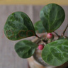 八芽盆栽小盼菩提樹植物室內禪意盆景辦公室桌面好養(yǎng)綠植源頭直發(fā)包郵 蓮花盆菩提（含紫砂托盤） 曬單實拍圖