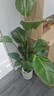 植男植女天堂鳥(niǎo)盆栽客廳室內(nèi)好養(yǎng)大型落地真綠植辦公室大葉植物源頭直發(fā) 曬單實(shí)拍圖