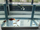 技研精工（JIYJNJINGGONG）魚缸客廳小型家用帶增氧桌面超白玻璃過濾免換水生態(tài)懶人魚缸240 曬單實(shí)拍圖