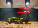 馬印魚(yú)缸過(guò)濾棉水族箱專(zhuān)用過(guò)濾羊絨棉耐洗高密度凈化水池過(guò)濾海棉 羊絨過(guò)濾棉 曬單實(shí)拍圖