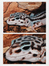 REPTIZOO瑞皮爬寵燈罩雙加熱UVA烏龜uvb陶瓷爬蟲(chóng)保溫 【雙燈罩】 曬單實(shí)拍圖
