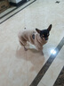 貝初眾狗狗衣服冬季保暖貓咪冬天衣服中小型犬秋冬小狗衣服泰迪比熊柯基 棕色-加厚珊瑚絨【可牽引】 M 【適合4-5斤寵物】 加厚保暖 曬單實(shí)拍圖