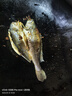 鮮京采醇香黃魚(yú)鲞5條/2.5斤(單條230-255g)三去處理 寧德地標 源頭直發(fā) 曬單實(shí)拍圖