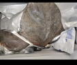 一蝦一世界鮮活三去多寶魚(yú)（去鱗去腮去內(nèi)臟）生鮮魚(yú)類(lèi) 開(kāi)袋即烹 無(wú)冰凈重400g*5條【免處理】 曬單實(shí)拍圖