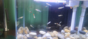 寵小俠純種孔雀魚觀賞魚好養(yǎng)耐活淡水小型魚熱帶魚鳳尾熱帶魚小魚苗 練手孔雀2-3cm30條（26送4備損） 曬單實拍圖