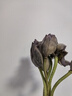 增發(fā)順【新鮮荷花】微山湖荷花蓮蓬荷葉鮮花花苞花骨朵插花盆景荷花茶 鮮采荷花10朵+送2片荷葉【順豐】 曬單實(shí)拍圖