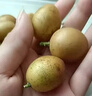 山姆伯伯廣東雞心黃皮果【順豐閃送】小核黃皮新鮮水果禮盒 3斤【巨劃算 | 20%選擇】凈2.1斤 7A級精選果丨保溫箱+冰袋 曬單實(shí)拍圖