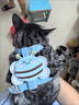 柒哦貓咪牽引繩可調節遛貓繩子可愛(ài)幼貓外出專(zhuān)用胸背帶小型犬寵物用品 小蜜蜂-藍色【工字型 雙重鎖扣 防掙脫】 S-建議2-6斤【具體需以胸圍尺碼為準】 曬單實(shí)拍圖