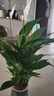 水培白掌一帆風(fēng)順盆栽帶花室內(nèi)客廳植物四季常青好養(yǎng)活新家綠植 A級白掌+繁星吸水盆 2盆裝 曬單實拍圖