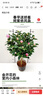 香妃茶花山茶花樹(shù)苗盆栽花卉植物四季開(kāi)花陽(yáng)臺庭院耐寒濃香老樁 香妃茶20-25cm原土1顆 曬單實(shí)拍圖