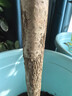 榮郁 庭院耐寒耐熱樹(shù)苗驅蚊蟲(chóng)綠植盆栽流蘇樹(shù)苗風(fēng)景樹(shù)花卉四季養常青 夢(mèng)幻粉【2公分】當年開(kāi)花+肥料 曬單實(shí)拍圖