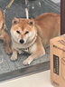 貝初眾狗籠小中大型犬一室一廳狗籠子金毛狗窩狗別墅帶廁所加粗寵物籠子 【60斤適用】95*65*85cm白籠 【耐啃耐咬安全可靠】 曬單實(shí)拍圖