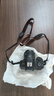 佳能（Canon）EOS r100入門級(jí)微單相機(jī) 旅行家用學(xué)生vlog視頻 4k小巧便攜半畫幅數(shù)碼相機(jī) R100 18-45標(biāo)配旅行版 官方標(biāo)配（贈(zèng)3期免息) 曬單實(shí)拍圖