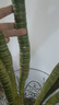 【帶根富貴竹轉(zhuǎn)運竹龍竹】招財水培植物客廳彎竹開運竹子盆栽花卉 50-55cm多頭龍竹--6支 曬單實拍圖