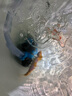 創(chuàng  )寧變頻潛水泵 CN-9500-25W 10檔流量調節 魚(yú)缸假山噴泉池循環(huán)抽水 曬單實(shí)拍圖