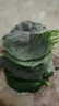 東北蘇子葉紫蘇葉新鮮蔬菜飽飯烤肉蘸醬菜搭配羽衣甘藍榨汁輕食 2斤含箱 曬單實(shí)拍圖