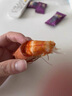 海仙津九節(jié)蝦干即食大蝦干烤蝦干對蝦干特大斑節(jié)蝦干大烤蝦海產(chǎn)干貨 【大號款】九節(jié)蝦干250g 35-45只 曬單實(shí)拍圖